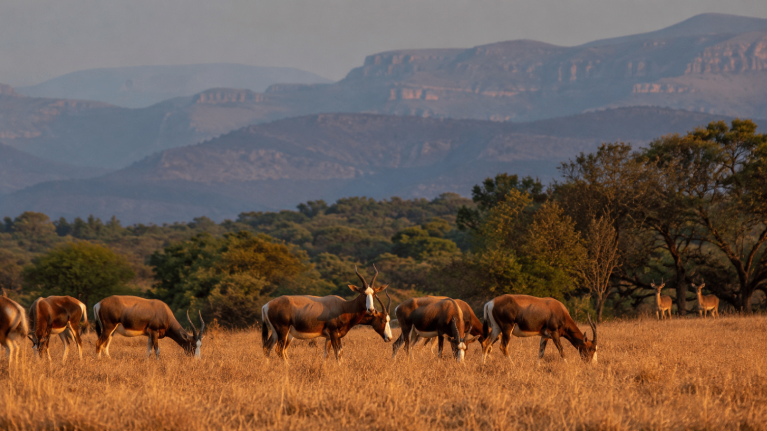 Blesbok grazing in golden grass with layered hills in the distance