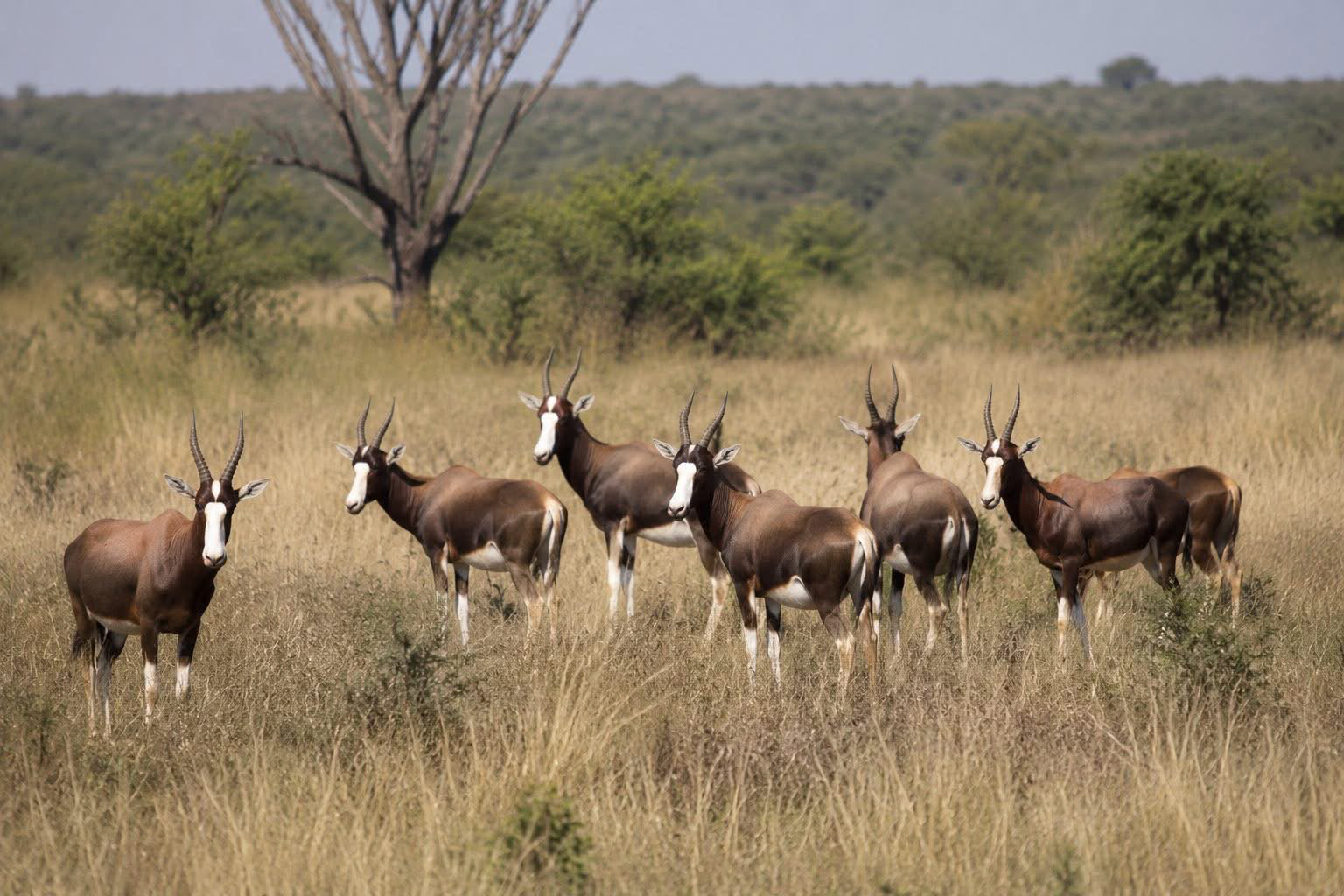 A herd of blesbok standing in golden grassland at Umoya