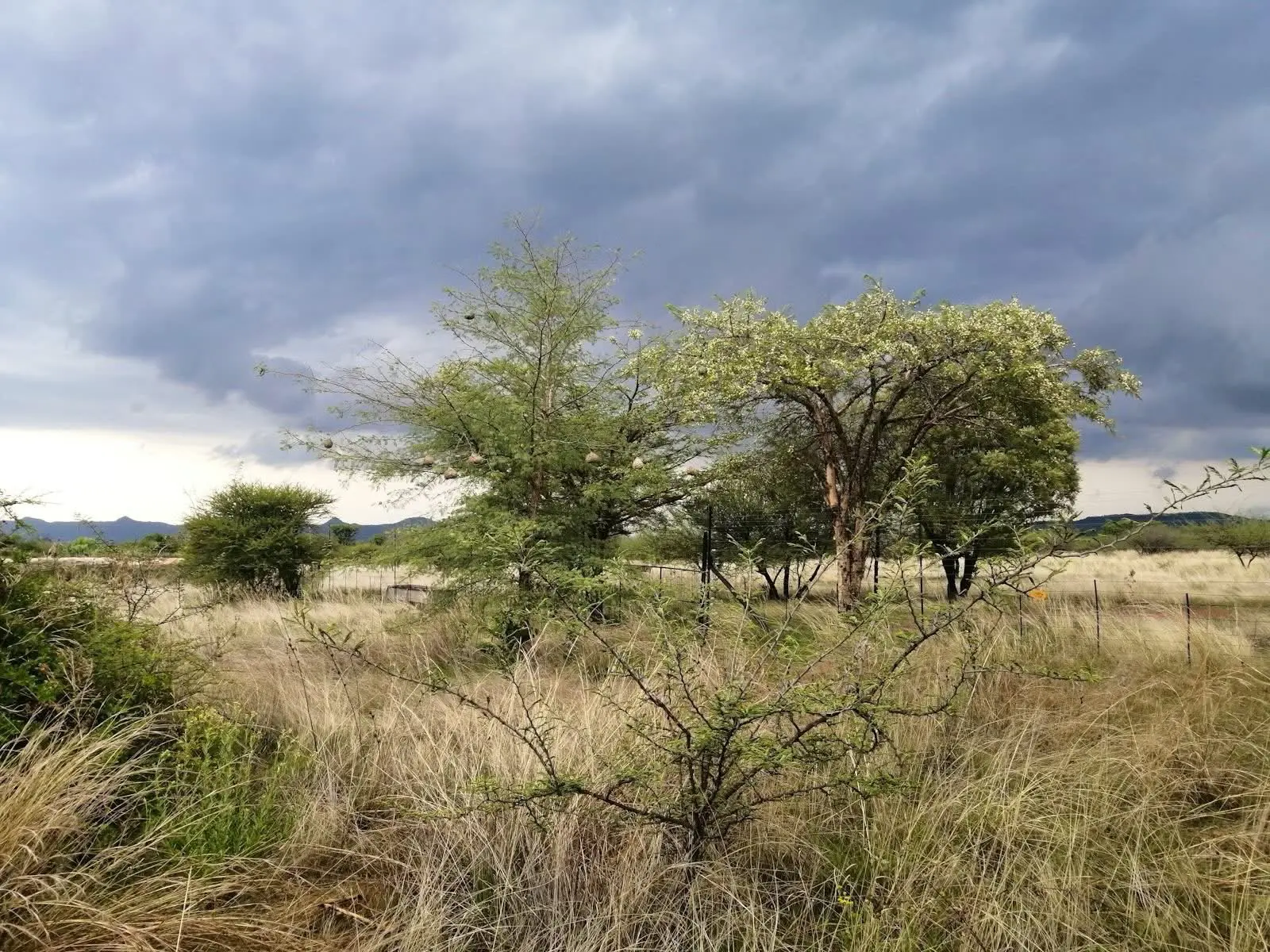 Grassland and acacia trees near the Magaliesberg beneath a heavy stormy sky